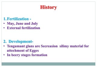 History
1.Fertilization -
• May, June and July
• External fertilization
2. Development-
• Tengumant glans are Secreasion silimy material for
attechment of Egges
• In beery stages formation
 