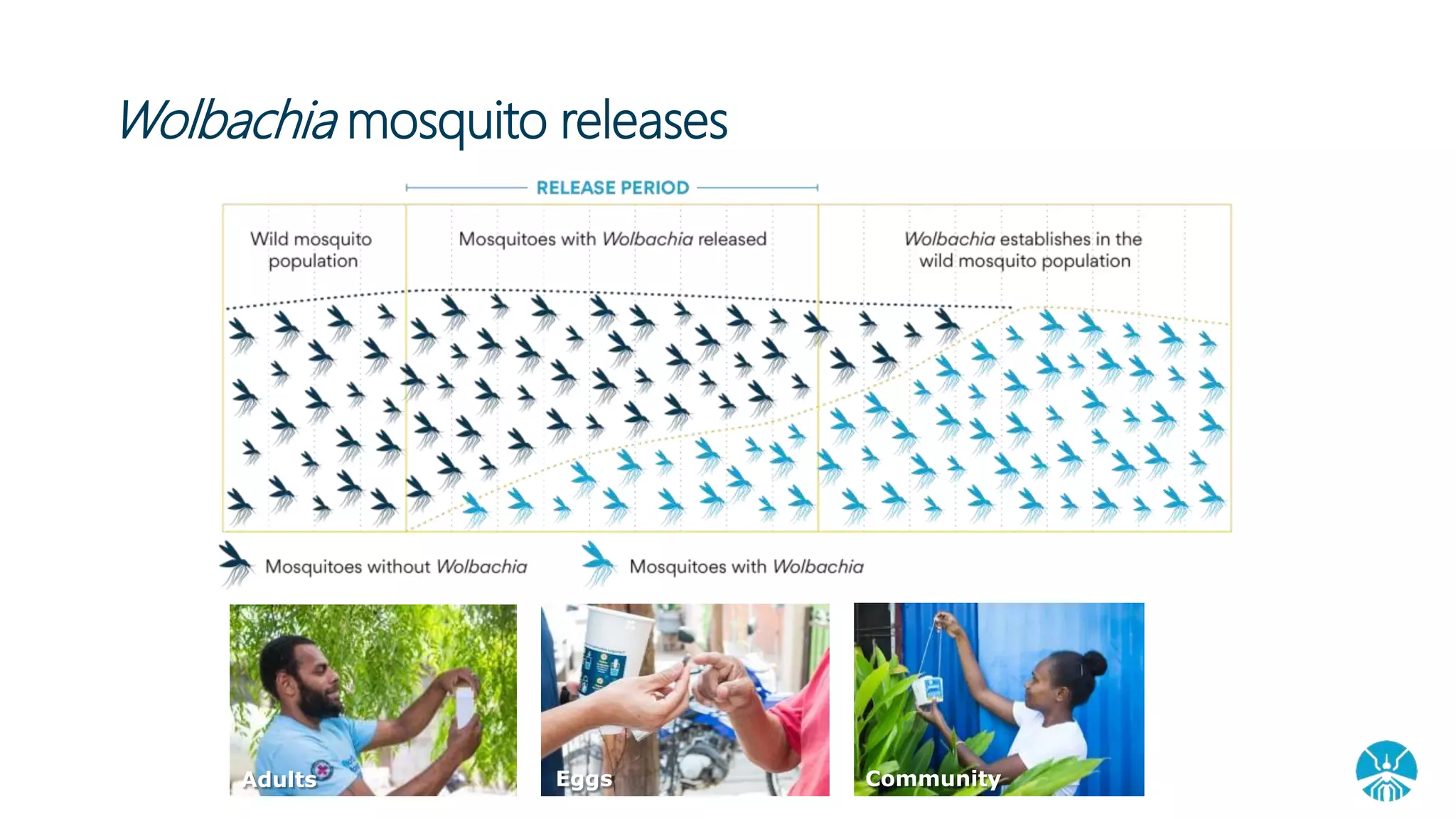 Wolbachia mosquito releases
Adults Eggs Community
 
