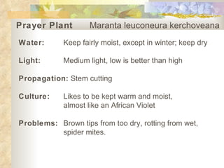 Prayer Plant   Maranta leuconeura kerchoveana   Water: Keep fairly moist, except in winter; keep dry   Light: Medium light, low is better than high   Propagation:  Stem cutting   Culture: Likes to be kept warm and moist,  almost like an African Violet   Problems:   Brown tips from too dry, rotting from wet,  spider mites. 