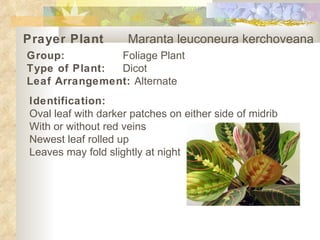 Prayer Plant   Maranta leuconeura kerchoveana   Group: Foliage Plant Type of Plant: Dicot Leaf Arrangement:  Alternate   Identification: Oval leaf with darker patches on either side of midrib With or without red veins Newest leaf rolled up Leaves may fold slightly at night 
