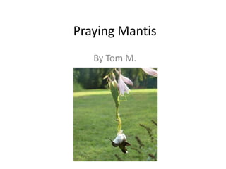Praying Mantis By Tom M. 
