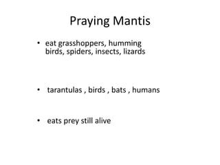 Praying Mantis    eat grasshoppers, humming birds, spiders, insects, lizards  tarantulas , birds , bats , humans eats prey still alive