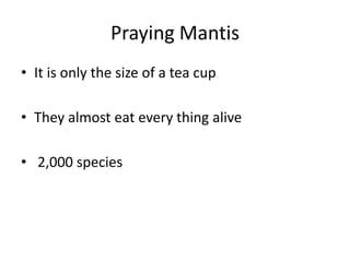 Praying MantisIt is only the size of a tea cupThey almost eat every thing alive 2,000 species 