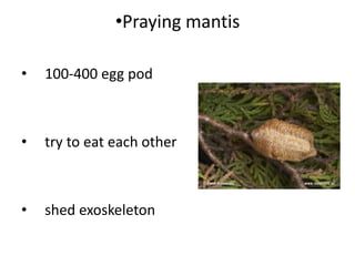 Praying mantis     100-400 egg	pod		 try to eat each other	 shed exoskeleton