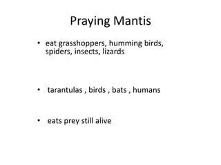 Praying Mantis    eat grasshoppers, humming birds, spiders, insects, lizards  tarantulas , birds , bats , humans eats prey still alive