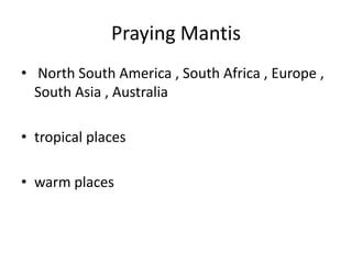 Praying Mantis North South America , South Africa , Europe , South Asia , Australiatropical placeswarm places