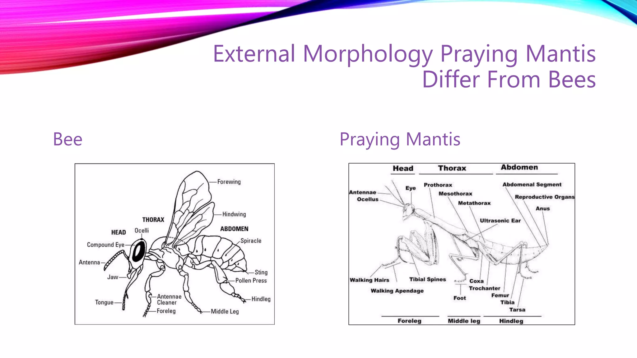 Roles of 'Praying Mantis' in agriculture. | PPTX
