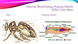 Roles of 'Praying Mantis' in agriculture. | PPTX