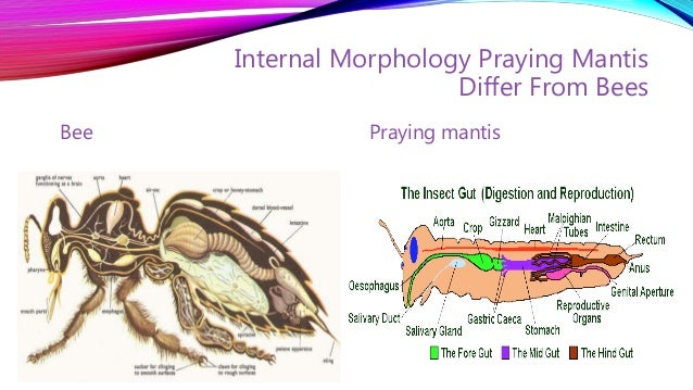Roles Of Praying Mantis In Agriculture