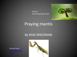 Praying mantis
By MAX SPACKMAN
Picture from:
hahasforhoohas.
com
Picture
from:insporation.com
 