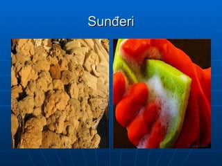 Sunđeri
Sunđeri
 