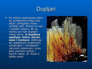 Dupljari
Dupljari
 Po nekim osobinama slični
Po nekim osobinama slični
su sunđerima-imaju dva
su sunđerima-imaju dva
sloja i pihtijastu masu
sloja i pihtijastu masu
između njih. Mnogi su kao
između njih. Mnogi su kao
i sunđeri sesilni, ali za
i sunđeri sesilni, ali za
razliku od njih dupljari
razliku od njih dupljari
imaju tkiva.
imaju tkiva. U dupljare
U dupljare
spadaju: hidre, korali,
spadaju: hidre, korali,
sase i meduze.
sase i meduze. Odlikuju
Odlikuju
se radijalnom (zračnom)
se radijalnom (zračnom)
simetrijom i mrežastim
simetrijom i mrežastim
nervnim sistemom. Love
nervnim sistemom. Love
plen pomoću ručica i
plen pomoću ručica i
žarnih ćelija.
žarnih ćelija. Sl. koral u
Sl. koral u
obliku pera
obliku pera
 