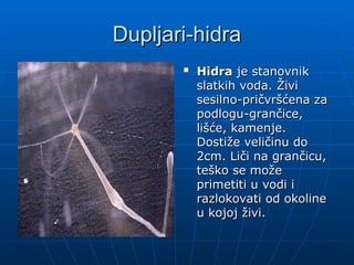 Dupljari-hidra
Dupljari-hidra

Hidra
Hidra je stanovnik
je stanovnik
slatkih voda. Živi
slatkih voda. Živi
sesilno-pričvršćena za
sesilno-pričvršćena za
podlogu-grančice,
podlogu-grančice,
lišće, kamenje.
lišće, kamenje.
Dostiže veličinu do
Dostiže veličinu do
2cm. Liči na grančicu,
2cm. Liči na grančicu,
teško se može
teško se može
primetiti u vodi i
primetiti u vodi i
razlokovati od okoline
razlokovati od okoline
u kojoj živi.
u kojoj živi.
 