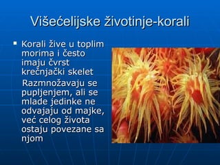 Vi
Višećelijske životinje-korali
šećelijske životinje-korali
 Korali žive u toplim
Korali žive u toplim
morima i često
morima i često
imaju čvrst
imaju čvrst
krečnjački skelet
krečnjački skelet
Razmnožavaju se
Razmnožavaju se
pupljenjem, ali se
pupljenjem, ali se
mlade jedinke ne
mlade jedinke ne
odvajaju od majke,
odvajaju od majke,
već celog života
već celog života
ostaju povezane sa
ostaju povezane sa
njom
njom
 
