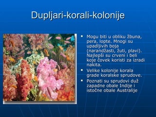 Dupljari-korali-kolonije
Dupljari-korali-kolonije
 Mogu biti u obliku žbuna,
Mogu biti u obliku žbuna,
pera, lopte. Mnogi su
pera, lopte. Mnogi su
upadljivih boja
upadljivih boja
(narandžasti, žuti, plavi).
(narandžasti, žuti, plavi).
Najlepši su crveni i beli
Najlepši su crveni i beli
koje čovek koristi za izradi
koje čovek koristi za izradi
nakita.
nakita.
 Velike kolonije korala
Velike kolonije korala
grade koralske sprudove.
grade koralske sprudove.
 Poznati su sprudovi duž
Poznati su sprudovi duž
zapadne obale Indije i
zapadne obale Indije i
istočne obale Australije
istočne obale Australije
 