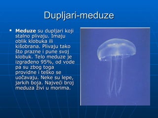 Dupljari-meduze
Dupljari-meduze
 Meduze
Meduze su dupljari koji
su dupljari koji
stalno plivaju. Imaju
stalno plivaju. Imaju
oblik klobuka ili
oblik klobuka ili
kišobrana. Plivaju tako
kišobrana. Plivaju tako
što prazne i pune svoj
što prazne i pune svoj
klobuk. Telo meduze je
klobuk. Telo meduze je
izgrađeno 95%, od vode
izgrađeno 95%, od vode
pa su zbog toga
pa su zbog toga
providne i teško se
providne i teško se
uočavaju. Neke su lepe,
uočavaju. Neke su lepe,
jarkih boja. Najveći broj
jarkih boja. Najveći broj
meduza živi u morima.
meduza živi u morima.
 