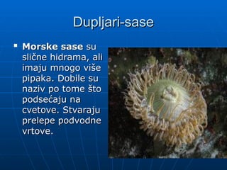 Dupljari-sase
Dupljari-sase

Morske sase
Morske sase su
su
slične hidrama, ali
slične hidrama, ali
imaju mnogo više
imaju mnogo više
pipaka. Dobile su
pipaka. Dobile su
naziv po tome što
naziv po tome što
podsećaju na
podsećaju na
cvetove. Stvaraju
cvetove. Stvaraju
prelepe podvodne
prelepe podvodne
vrtove.
vrtove.
 