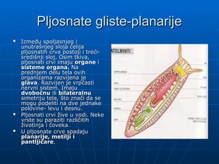 Pljosnate gliste-planarije
Pljosnate gliste-planarije

Između spoljasnjeg i
Između spoljasnjeg i
unutrašnjeg sloja ćelija
unutrašnjeg sloja ćelija
pljosnatih crva postoji i treći-
pljosnatih crva postoji i treći-
središnji sloj. Osim tkiva,
središnji sloj. Osim tkiva,
pljosnati crvi imaju
pljosnati crvi imaju organe
organe i
i
sisteme organa.
sisteme organa. Na
Na
prednjem delu tela ovih
prednjem delu tela ovih
organizama razvijena je
organizama razvijena je
glava
glava. Razvijen je vrpčasti
. Razvijen je vrpčasti
nervni sistem. Imaju
nervni sistem. Imaju
dvobočnu
dvobočnu ili
ili bilateralnu
bilateralnu
simetriju tela, što znači da se
simetriju tela, što znači da se
mogu podeliti na dve jednake
mogu podeliti na dve jednake
polovine- levu i desnu.
polovine- levu i desnu.

Pljosnati crvi žive u vodi. Neke
Pljosnati crvi žive u vodi. Neke
vrste su paraziti različitih
vrste su paraziti različitih
životinja i čoveka.
životinja i čoveka.

U pljosnate crve spadaju
U pljosnate crve spadaju
planarije, metilji i
planarije, metilji i
pantljičare
pantljičare.
.
 