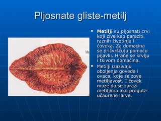 Pljosnate gliste-metilj
Pljosnate gliste-metilj
 Metilji
Metilji su pljosnati crvi
su pljosnati crvi
koji zive kao paraziti
koji zive kao paraziti
raznih životinja i
raznih životinja i
čoveka. Za domaćina
čoveka. Za domaćina
se pričvršćuju pomoću
se pričvršćuju pomoću
pijavki. Hrane se krvlju
pijavki. Hrane se krvlju
i tkivom domaćina.
i tkivom domaćina.
 Metilji izazivaju
Metilji izazivaju
oboljenja goveda i
oboljenja goveda i
ovaca, koje se zove
ovaca, koje se zove
metiljavost. I čovek
metiljavost. I čovek
moze da se zarazi
moze da se zarazi
metiljima ako proguta
metiljima ako proguta
učaurene larve.
učaurene larve.
 