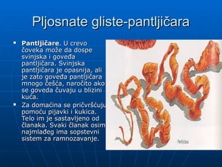 Pljosnate gliste-pantljičara
Pljosnate gliste-pantljičara
 Pantljičare
Pantljičare. U crevo
. U crevo
čoveka može da dospe
čoveka može da dospe
svinjska i goveđa
svinjska i goveđa
pantljičara. Svinjska
pantljičara. Svinjska
pantljičara je opasnija, ali
pantljičara je opasnija, ali
je zato goveđa pantljičara
je zato goveđa pantljičara
mnogo češća, naročito ako
mnogo češća, naročito ako
se goveda čuvaju u blizini
se goveda čuvaju u blizini
kuća.
kuća.
 Za domaćina se pričvršćuju
Za domaćina se pričvršćuju
pomoću pijavki i kukica.
pomoću pijavki i kukica.
Telo im je sastavljeno od
Telo im je sastavljeno od
članaka. Svaki članak osim
članaka. Svaki članak osim
najmlađeg ima sopstevni
najmlađeg ima sopstevni
sistem za ramnozavanje.
sistem za ramnozavanje.
 