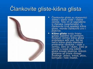 Člankovite gliste-kišna glista
Člankovite gliste-kišna glista

Člankovite gliste su stanovnici
Člankovite gliste su stanovnici
slatke i slane vode i vlažne
slatke i slane vode i vlažne
zemlje. Telo im je sagrađeno
zemlje. Telo im je sagrađeno
iz članaka (segmenata). U
iz članaka (segmenata). U
člankovite crve spadaju kišne
člankovite crve spadaju kišne
gliste, morski člankoviti crvi i
gliste, morski člankoviti crvi i
pijavice.
pijavice.

Kišne gliste
Kišne gliste svoju hranu
svoju hranu
gutaju zajedno sa zemljom.
gutaju zajedno sa zemljom.
Gutajući zemlju kišna glista
Gutajući zemlju kišna glista
prokopava sebi put. Na taj
prokopava sebi put. Na taj
način kišna glista olakšava
način kišna glista olakšava
prodiranje vazduha i vode u
prodiranje vazduha i vode u
zemlju, sitni je i đubri. Zato je
zemlju, sitni je i đubri. Zato je
zemlja u kojoj ima kišnih
zemlja u kojoj ima kišnih
glista mnogo plodnija. Kišnim
glista mnogo plodnija. Kišnim
glistama se hrane mnoge
glistama se hrane mnoge
životinje: ježevi, krtice, ptice,
životinje: ježevi, krtice, ptice,
kornjače i neki insekti.
kornjače i neki insekti.
 