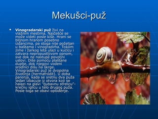 Mekušci-puž
Mekušci-puž

Vinogradarski puž
Vinogradarski puž živi na
živi na
vlažnim mestima. Najčešće se
vlažnim mestima. Najčešće se
može videti posle kiše. Hrani se
može videti posle kiše. Hrani se
biljnom hranom posebno
biljnom hranom posebno
izdancima, pa stoga nije poželjan
izdancima, pa stoga nije poželjan
u baštama i vinogradima. Tokom
u baštama i vinogradima. Tokom
zime i žarkog leta ulazi u kućicu i
zime i žarkog leta ulazi u kućicu i
zatvara nepropustljivom opnom,
zatvara nepropustljivom opnom,
sve dok ne nastupe povoljni
sve dok ne nastupe povoljni
uslovi. Diše pomoću plaštane
uslovi. Diše pomoću plaštane
duplje, dok njegovi vodeni
duplje, dok njegovi vodeni
srodnici dišu na škrge.
srodnici dišu na škrge.
Vinogradarski puž je dvopolna
Vinogradarski puž je dvopolna
životinja (hermafrodit). U doba
životinja (hermafrodit). U doba
parenja, kada se sretnu dva puža
parenja, kada se sretnu dva puža
jedan izbacuje iz otvora koji se
jedan izbacuje iz otvora koji se
nalazi na glavi "ljubavnu strelicu"-
nalazi na glavi "ljubavnu strelicu"-
krečnu iglicu u telo drugog puža.
krečnu iglicu u telo drugog puža.
Posle toga se obavi oplođenje.
Posle toga se obavi oplođenje.
 