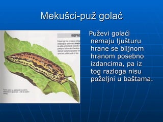 Mekušci-puž golać
Mekušci-puž golać
P
Puževi golaći
uževi golaći
nemaju ljušturu
nemaju ljušturu
h
hran
rane
e se biljnom
se biljnom
hranom posebno
hranom posebno
izdancima, pa
izdancima, pa iz
iz
tog
tog razloga
razloga ni
nisu
su
poželj
poželjni
ni u baštama
u baštama.
.
 
