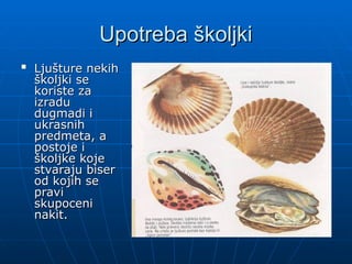 Upotreba školjki
Upotreba školjki

Ljušture nekih
Ljušture nekih
školjki se
školjki se
koriste za
koriste za
izradu
izradu
dugmadi i
dugmadi i
ukrasnih
ukrasnih
predmeta, a
predmeta, a
postoje i
postoje i
školjke koje
školjke koje
stvaraju biser
stvaraju biser
od kojih se
od kojih se
pravi
pravi
skupoceni
skupoceni
nakit.
nakit.
 