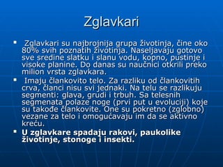 Zglavkari
Zglavkari

Zglavkari su najbrojnija grupa životinja, čine oko
Zglavkari su najbrojnija grupa životinja, čine oko
80% svih poznatih životinja. Naseljavaju gotovo
80% svih poznatih životinja. Naseljavaju gotovo
sve sredine slatku i slanu vodu, kopno, pustinje i
sve sredine slatku i slanu vodu, kopno, pustinje i
visoke planine. Do danas su naučnici otkrili preko
visoke planine. Do danas su naučnici otkrili preko
milion vrsta zglavkara.
milion vrsta zglavkara.

Imaju člankovito telo. Za razliku od člankovitih
Imaju člankovito telo. Za razliku od člankovitih
crva, članci nisu svi jednaki. Na telu se razlikuju
crva, članci nisu svi jednaki. Na telu se razlikuju
segmenti: glava, grudi i trbuh. Sa telesnih
segmenti: glava, grudi i trbuh. Sa telesnih
segmenata polaze noge (prvi put u evoluciji) koje
segmenata polaze noge (prvi put u evoluciji) koje
su takođe člankovite. One su pokretno (zglobno)
su takođe člankovite. One su pokretno (zglobno)
vezane za telo i omogućavaju im da se aktivno
vezane za telo i omogućavaju im da se aktivno
kreću.
kreću.

U zglavkare spadaju rakovi, paukolike
U zglavkare spadaju rakovi, paukolike
životinje, stonoge i insekti.
životinje, stonoge i insekti.
 