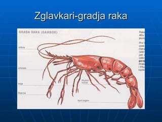 Zglavkari-gradja raka
Zglavkari-gradja raka
 