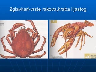 Zglavkari-vrste rakova,kraba i jastog
Zglavkari-vrste rakova,kraba i jastog
 