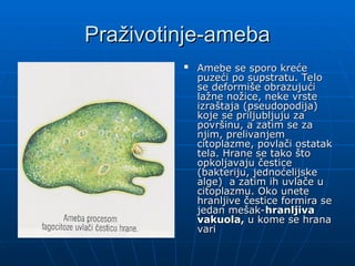 Praživotinje-ameba
Praživotinje-ameba

Amebe se sporo kreće
Amebe se sporo kreće
puzeći po supstratu. Telo
puzeći po supstratu. Telo
se deformiše obrazujući
se deformiše obrazujući
lažne nožice, neke vrste
lažne nožice, neke vrste
izraštaja (pseudopodija)
izraštaja (pseudopodija)
koje se priljubljuju za
koje se priljubljuju za
površinu, a zatim se za
površinu, a zatim se za
njim, prelivanjem
njim, prelivanjem
citoplazme, povlači ostatak
citoplazme, povlači ostatak
tela. Hrane se tako što
tela. Hrane se tako što
opkoljavaju čestice
opkoljavaju čestice
(bakteriju, jednoćelijske
(bakteriju, jednoćelijske
alge) a zatim ih uvlače u
alge) a zatim ih uvlače u
citoplazmu. Oko unete
citoplazmu. Oko unete
hranljive čestice formira se
hranljive čestice formira se
jedan mešak-
jedan mešak-hranljiva
hranljiva
vakuola,
vakuola, u kome se hrana
u kome se hrana
vari
vari
 