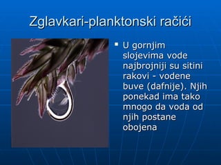 Zglavkari-planktonski račići
Zglavkari-planktonski račići

U gornjim
U gornjim
slojevima vode
slojevima vode
najbrojniji su sitini
najbrojniji su sitini
rakovi
rakovi - vodene
- vodene
buve (dafnije). Njih
buve (dafnije). Njih
ponekad ima tako
ponekad ima tako
mnogo da voda od
mnogo da voda od
njih postane
njih postane
obojena
obojena
 