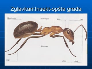 Zglavkari:Insekt-opšta građa
Zglavkari:Insekt-opšta građa
 