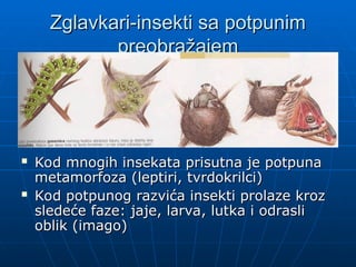 Zglavkari-insekti sa potpunim
Zglavkari-insekti sa potpunim
preobražajem
preobražajem
 Kod mnogih insekata prisutna je potpuna
Kod mnogih insekata prisutna je potpuna
metamorfoza (leptiri, tvrdokrilci)
metamorfoza (leptiri, tvrdokrilci)
 Kod potpunog razvića insekti prolaze kroz
Kod potpunog razvića insekti prolaze kroz
sledeće faze: jaje, larva, lutka i odrasli
sledeće faze: jaje, larva, lutka i odrasli
oblik (imago)
oblik (imago)
 