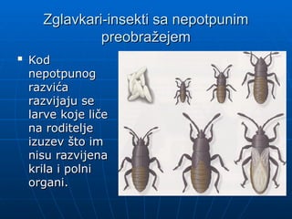 Zglavkari-insekti sa nepotpunim
Zglavkari-insekti sa nepotpunim
preobražejem
preobražejem

Kod
Kod
nepotpunog
nepotpunog
razvića
razvića
razvijaju se
razvijaju se
larve koje liče
larve koje liče
na roditelje
na roditelje
izuzev što im
izuzev što im
nisu razvijena
nisu razvijena
krila i polni
krila i polni
organi.
organi.
 