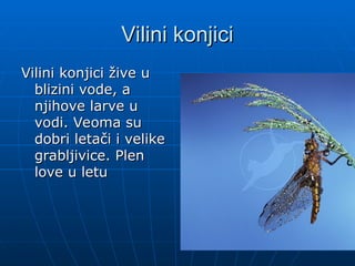 Vilini konjici
Vilini konjici
Vilini konjici žive u
Vilini konjici žive u
blizini vode, a
blizini vode, a
njihove larve u
njihove larve u
vodi. Veoma su
vodi. Veoma su
dobri letači i velike
dobri letači i velike
grabljivice. Plen
grabljivice. Plen
love u letu
love u letu
 