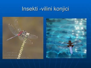 Insekti -vilini konjici
Insekti -vilini konjici
 