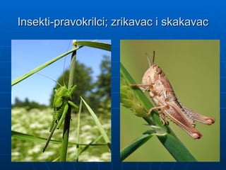 Insekti
Insekti-pravokrilci; zrikavac i skakavac
-pravokrilci; zrikavac i skakavac
 