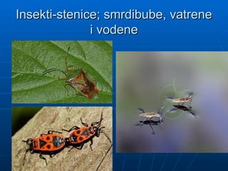 Insekti-stenice; smrdibube, vatrene
Insekti-stenice; smrdibube, vatrene
i vodene
i vodene
 