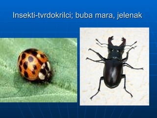 Insekti-tvrdokrilci; buba mara, jelenak
Insekti-tvrdokrilci; buba mara, jelenak
 