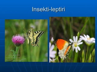 Insekti-leptiri
Insekti-leptiri
 