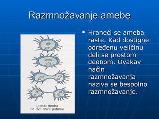 Razmnožavanje amebe
Razmnožavanje amebe

Hraneći se ameba
Hraneći se ameba
raste. Kad dostigne
raste. Kad dostigne
određenu veličinu
određenu veličinu
deli se prostom
deli se prostom
deobom. Ovakav
deobom. Ovakav
način
način
razmnožavanja
razmnožavanja
naziva se bespolno
naziva se bespolno
razmnožavanje.
razmnožavanje.
 