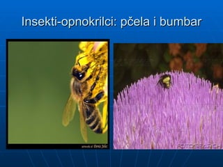 Insekti-opnokrilci: pčela i bumbar
Insekti-opnokrilci: pčela i bumbar
 