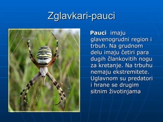 Zglavkari-pauci
Zglavkari-pauci
Pauci
Pauci imaju
imaju
glavenogrudni region i
glavenogrudni region i
trbuh. Na grudnom
trbuh. Na grudnom
delu imaju četiri para
delu imaju četiri para
dugih člankovitih nogu
dugih člankovitih nogu
za kretanje. Na trbuhu
za kretanje. Na trbuhu
nemaju ekstremitete.
nemaju ekstremitete.
Uglavnom su predatori
Uglavnom su predatori
i hrane se drugim
i hrane se drugim
sitnim životinjama
sitnim životinjama
 