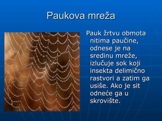 Paukova mreža
Paukova mreža
Pauk žrtvu obmota
Pauk žrtvu obmota
nitima paučine,
nitima paučine,
odnese je na
odnese je na
sredinu mreže,
sredinu mreže,
izlučuje sok koji
izlučuje sok koji
insekta delimično
insekta delimično
rastvori a zatim ga
rastvori a zatim ga
usiše. Ako je sit
usiše. Ako je sit
odneće ga u
odneće ga u
skrovište.
skrovište.
 