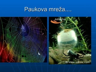 Paukova mreža....
Paukova mreža....
 