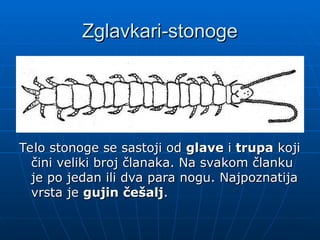 Zglavkari
Zglavkari-
-stonoge
stonoge
Telo stonoge se sastoji od
Telo stonoge se sastoji od glave
glave i
i trupa
trupa koji
koji
čini veliki broj članaka. Na svakom članku
čini veliki broj članaka. Na svakom članku
je po jedan ili dva para nogu. Najpoznatija
je po jedan ili dva para nogu. Najpoznatija
vrsta je
vrsta je gujin češalj
gujin češalj.
.
 