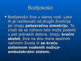 Bodljoko
Bodljokošci
šci

Bodljokošci žive u slanoj vodi. Lako
Bodljokošci žive u slanoj vodi. Lako
ih je razlikovati od drugih životinja
ih je razlikovati od drugih životinja
jer imaju
jer imaju petozračnu simetriju
petozračnu simetriju. To
. To
znači da se njihovo telo može podeliti
znači da se njihovo telo može podeliti
u pet jednakih delova. Imaju
u pet jednakih delova. Imaju krečni
krečni
skelet
skelet, žive na dnu mora sesilnim
, žive na dnu mora sesilnim
načinom života ili
načinom života ili se kreću
se kreću
sistemom vodenih nožica-
sistemom vodenih nožica-
ambulakralni sistem.
ambulakralni sistem.
 