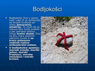 Bodljokošci
Bodljokošci

Bodljokošci žive u slanoj
Bodljokošci žive u slanoj
vodi. Lako ih je razlikovati
vodi. Lako ih je razlikovati
od drugih životinja jer
od drugih životinja jer
imaju
imaju petozračnu
petozračnu
simetriju
simetriju. To znači da se
. To znači da se
njihovo telo može podeliti
njihovo telo može podeliti
u pet jednakih delova.
u pet jednakih delova.
Imaju
Imaju krečni skelet
krečni skelet, žive
, žive
na dnu mora sesilnim
na dnu mora sesilnim
načinom života ili
načinom života ili se
se
kreću sistemom
kreću sistemom
vodenih nožica-
vodenih nožica-
ambulakralni sistem.
ambulakralni sistem.

U bodljokošce spadaju:
U bodljokošce spadaju:
morsek zvezde, morski
morsek zvezde, morski
ježevi, morski
ježevi, morski
krastavci, morske
krastavci, morske
zmijuljice i morski
zmijuljice i morski
krinovi.
krinovi.
 